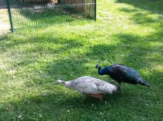 Mauglího ranč