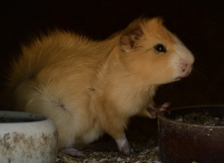 Mauglího ranč