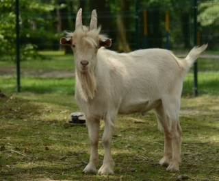 Mauglího ranč