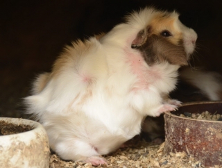 Mauglího ranč